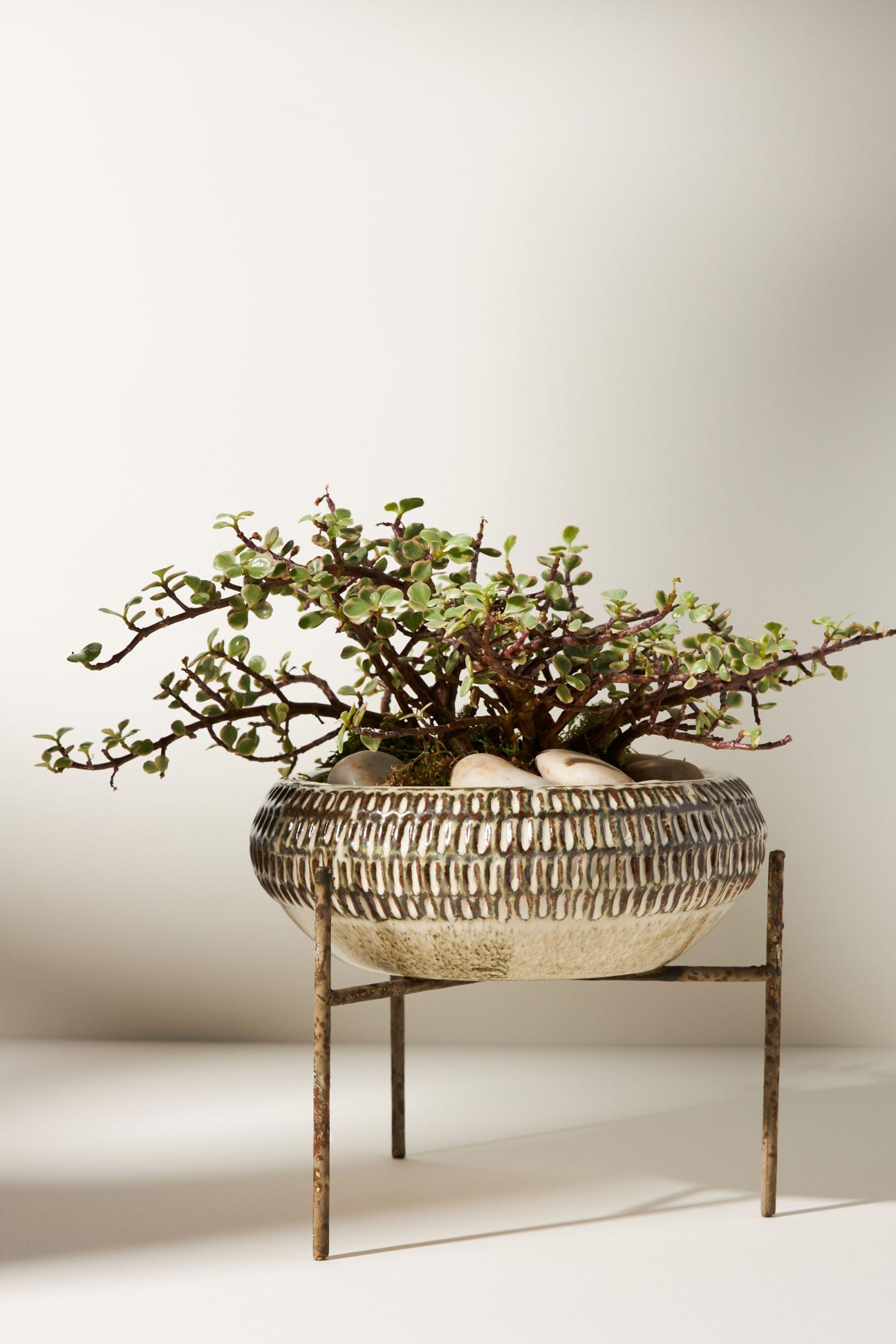 anthropologie】コルク プラント スタンド anthropologie