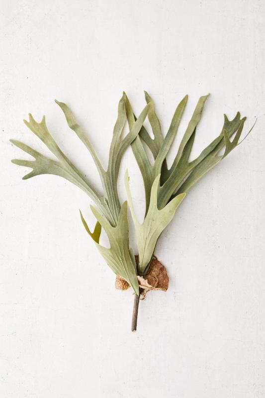 Staghorn Faux Plant Urban Outfitters Singapore