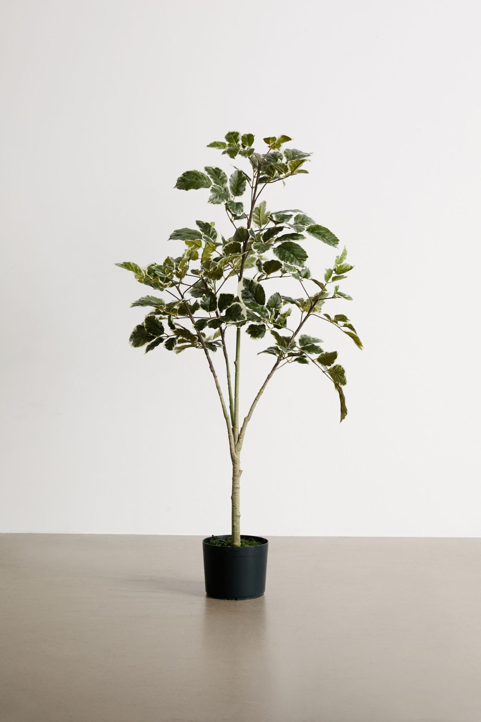 Potted Faux Beech Tree 香港Urban Outfitters